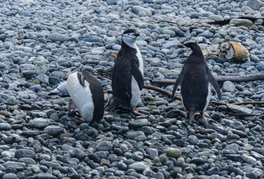 Pingüino Chinstrap - islas Georgias del Sur 20.jpg